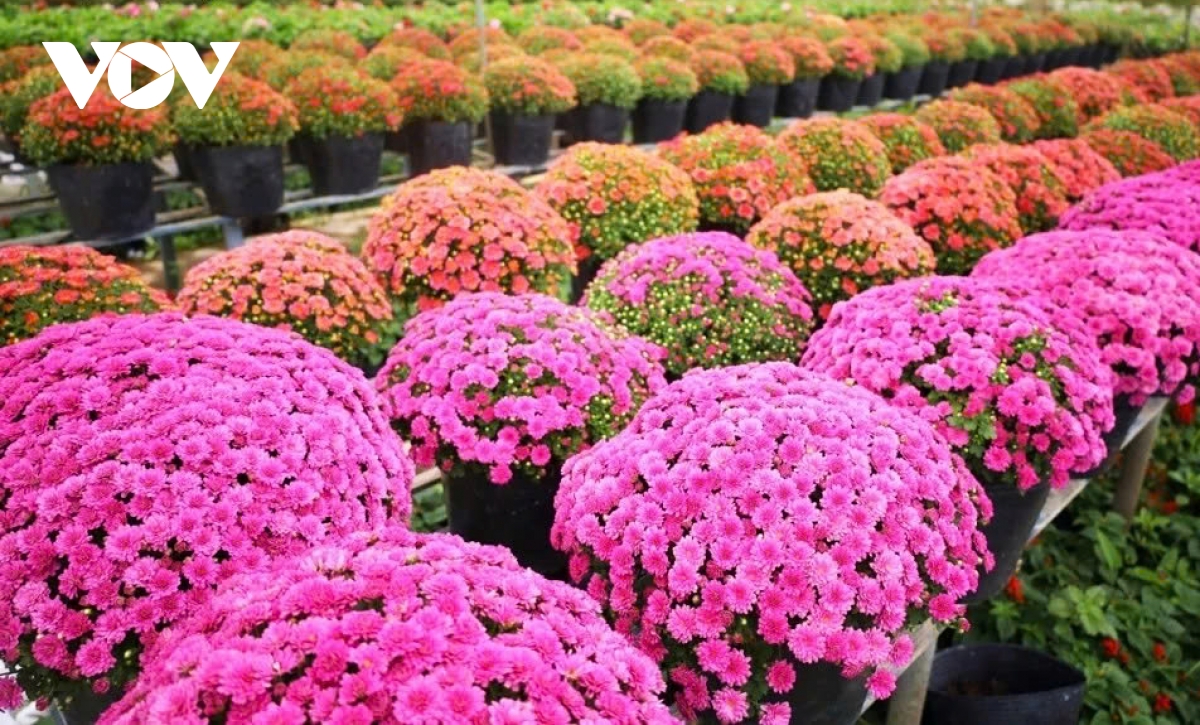 Vibrant blooms take centre stage at Sa Dec flower festival